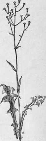 Fig. 376.  Wild Lettuce (Lactuca canadensis). X 1/4.