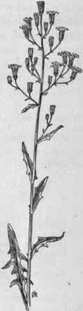 Fig. 378.   Blue Lettuce (Lactuca pulchella). X 1/6.