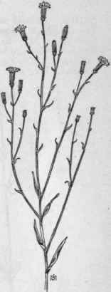Fig. 379.   Rush like Lygodesmia (Lygodesmia juncea). X 1/6.