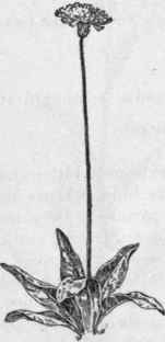 Fig. 383.   Mouse ear Hawkweed (Hieracium Pilosella). X 1/4.