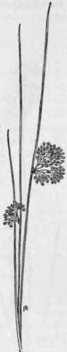 Fig. 40. Common or Soft Rush (Jun cus effusus, var. Pylaei). X 1/4.