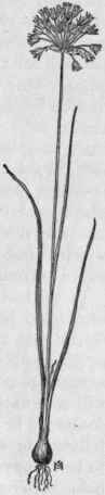 Fig. 43.  Field Garlic (Allium vine ale). X J.