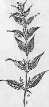 Fig. 48.  Slender Nettle (Urtica gracilis). X 1/6.