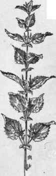 Fig. 49.  Stinging Nettle (Urtica dioica). X 1/6.