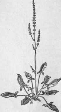 Fig. 56.  Field Sorrel (Rumex Acetosella). X 1/4.