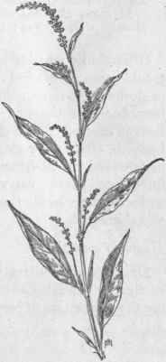 Fig. 60.   Common Smart weed (Polygonum Hydropiper). X 1/4.