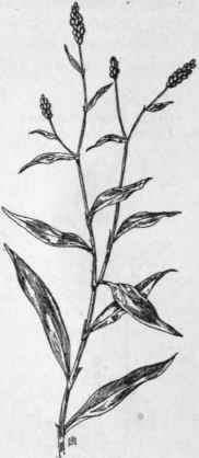 Fig. 61. Lady's Thumb (Polygonum Persicaria). X 1/4.