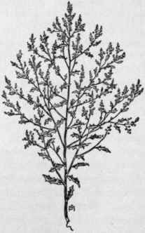 Fig. 64.   Winged Pigweed (Cy cloloma atriplicifolium). X1/6.