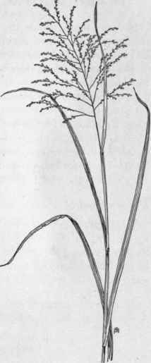 Fig. 7.   Sprouting Panic grass (Panicum dichotomiflorum). X 1/6.
