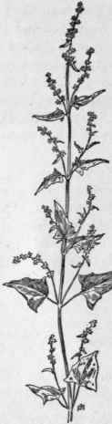 Fig. 71.  Halberd leaved Orache (Atriplex patula, var. hastata). X 1/4.