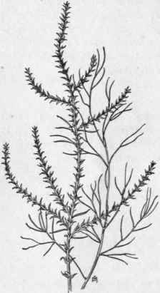 Fig. 72. Russian Thistle (Salsola Kali, var. tenufolia). X 1/4.