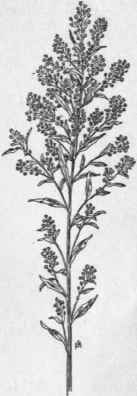 Fig. 73.   Russian Pigweed (Axyris ama rantoides). X 1/4.