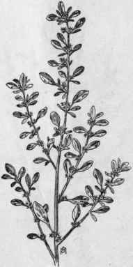 Fig. 76.   Prostrate Pigweed (Amaranthus blitoides). X 1/4.