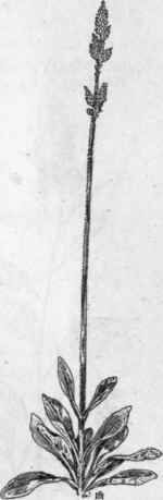 Fig. 80.   Froelichia (Froelichia floridana).