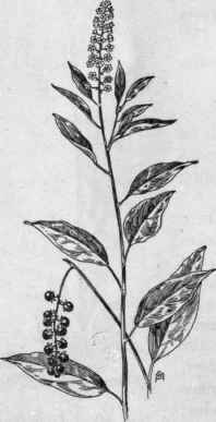 Fig. 81.   Pokeweed (Phytolacca decandra). X 1/6.