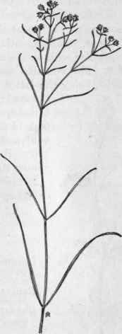 Fig. 84.   Narrow leaved Umbrella wort (Oxybaphus linearis). X 1/8.