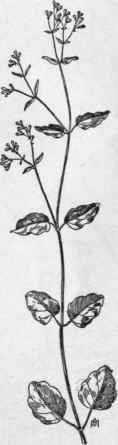 Fig. 85.   Hog weed (Boerhaavia erecta). X 1/4.