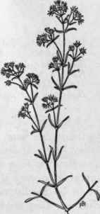 Fig. 86.   Knawel Scleranthus annuus). X 1/2.