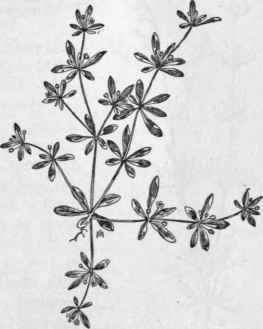 Fig. 87.   Carpetweed (Mollugo verticillata). X 1/2.