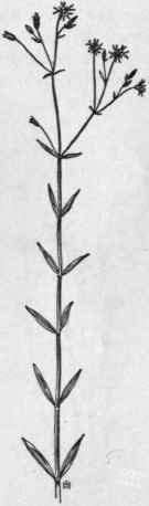 Fig. 90.   Grass leaved Stitchwort (Stellaria graminea). X1/3