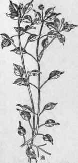 Fig. 91.  Common Chickweed (Stellaria media). X 1/2.