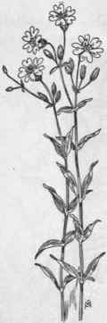 Fig. 92.   Field Mouse ear Chick weed (Cerastium arvense). X 1/2.
