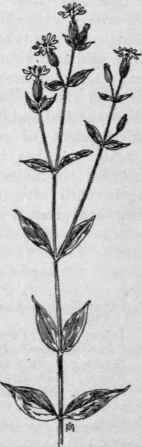 Fig. 96.  Red Campion (Lychnis dioica). X 1/4.