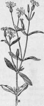 Fig. 99.   Night flowering Catchfly (Silene nocti flora). X 1/4