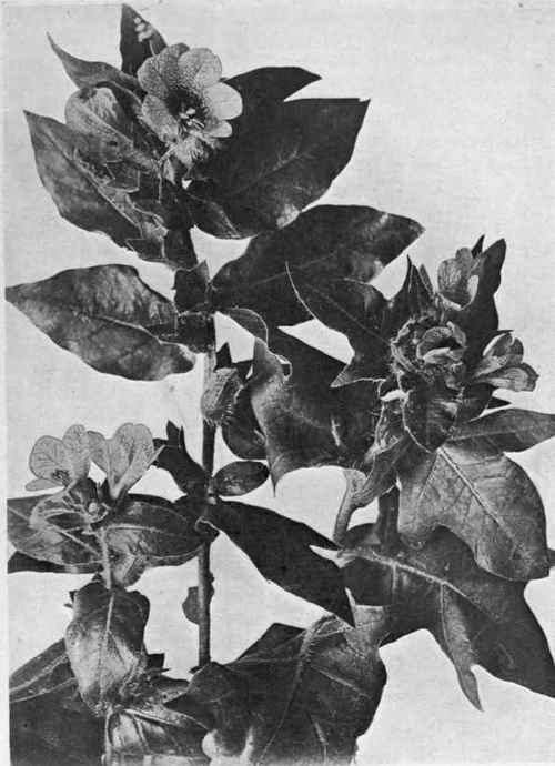Black Henbane.