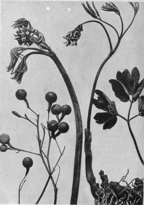 Blue Cohosh