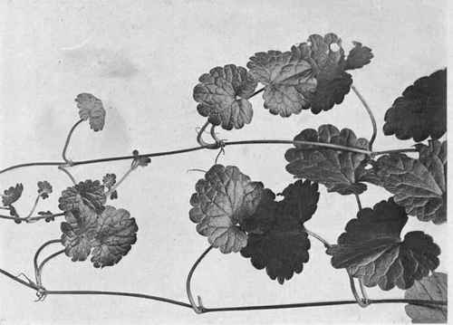 Ground Ivy.