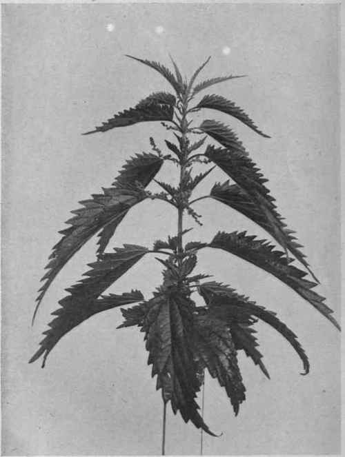 Slender Nettle.