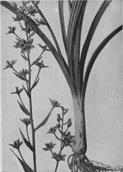 Smooth Camas.
