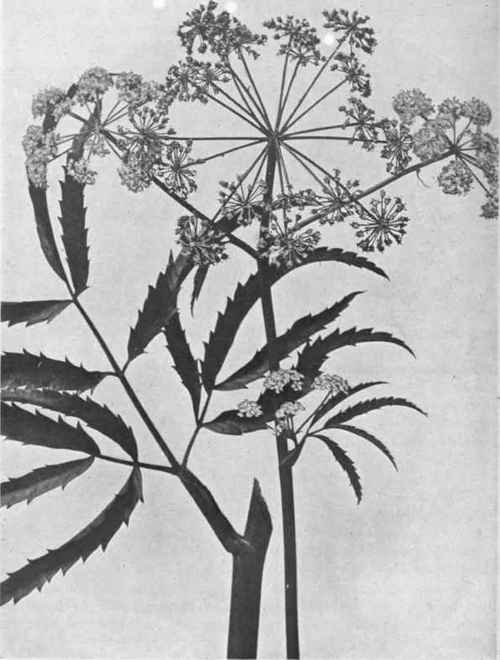 Water Hemlock