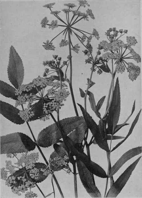 Water Parsnip.