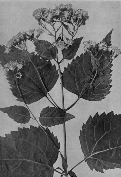 White Snakeroot.