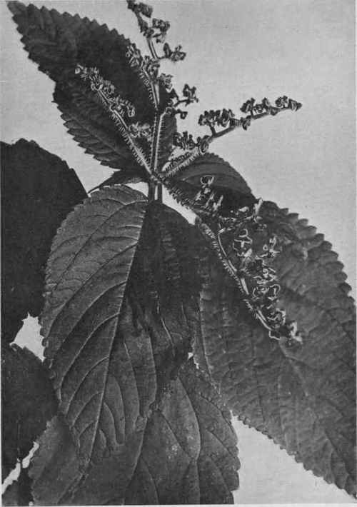 Wood Nettle.