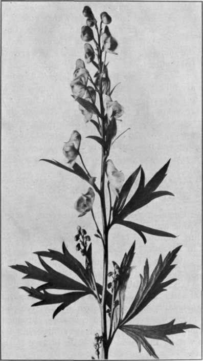Fig. 10.   Monkshood 