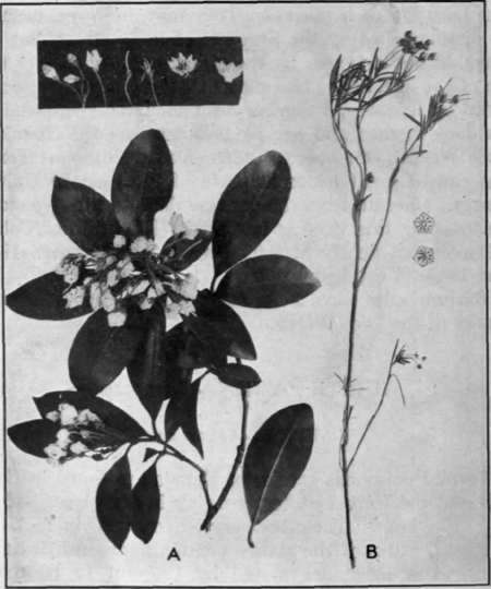 Fig. 14.   Mountain Laurel 