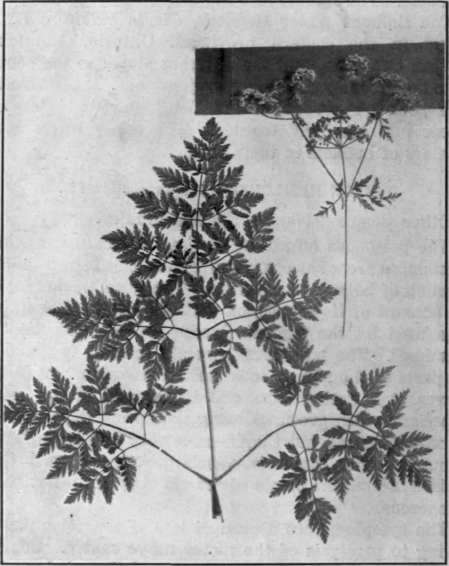 Fig. 16.   Poison Hemlock 
