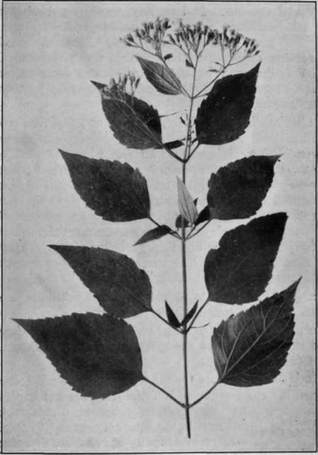 Fig. 18.   White Snakeroot 