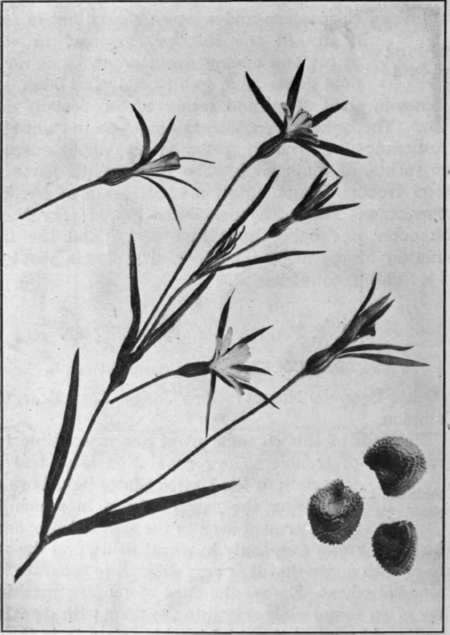 Fig. 20.   Purple Cockle 