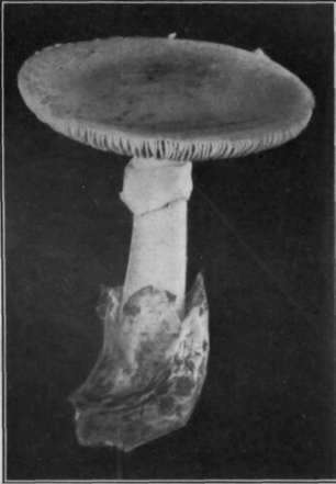 Fig. 27.   Death Cup 