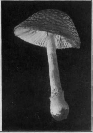 Fig. 28.   Fly Agaric 