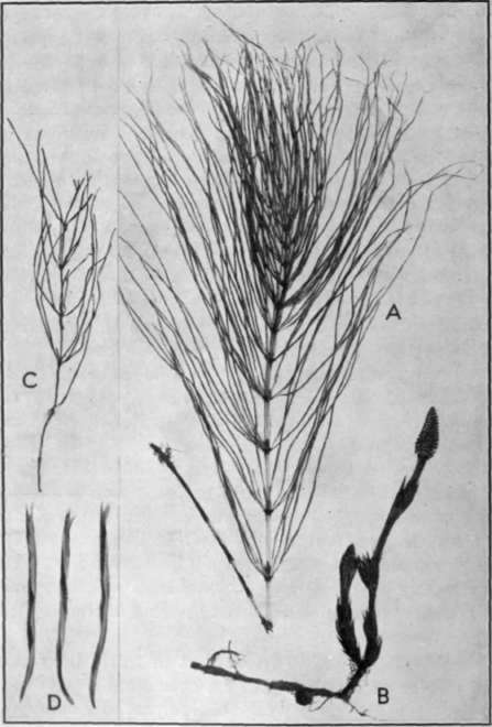 Fig. 3.   Field Horsetail