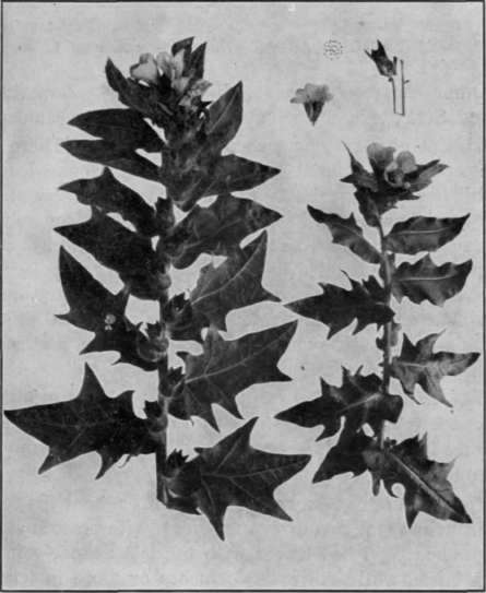 Fig. 38.   Black Henbane 