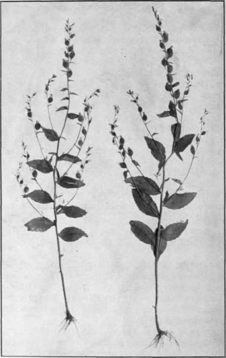 Fig. 40.   Indian Tobacco 