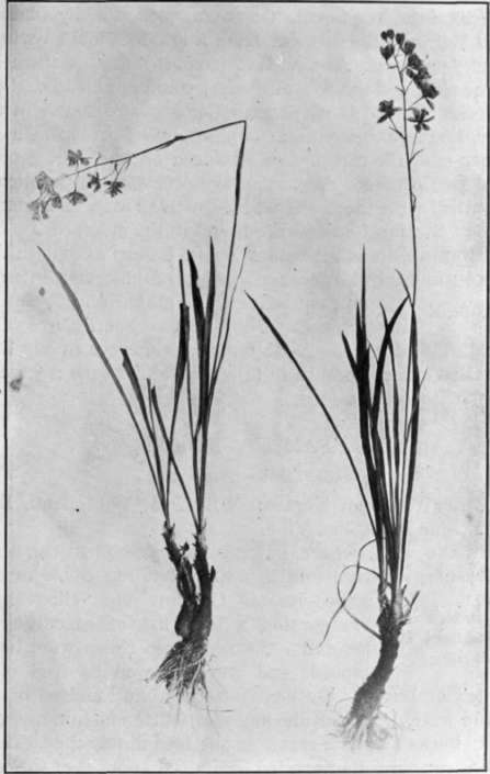 Fig. 6.   Swamp Camas 