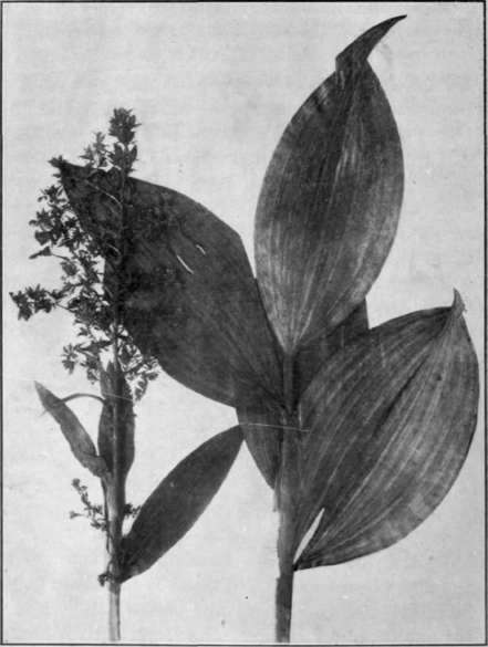 Fig. 8.   False Hellebore 