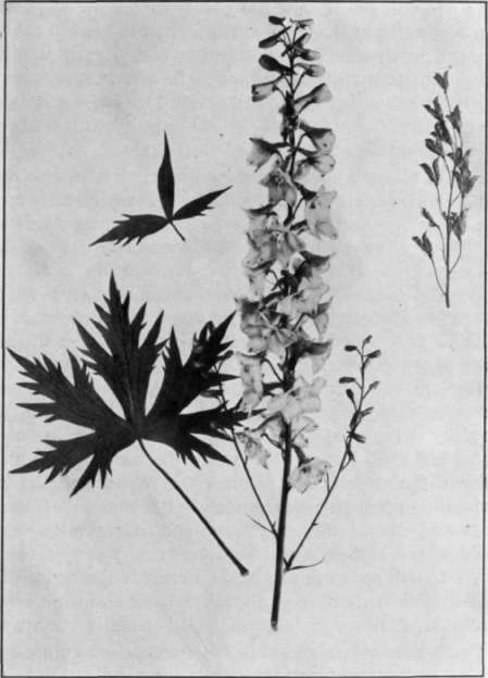 Fig. 9.   Larkspur 